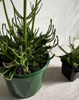 Kalanchoe Tarantula (Kalanchoe katapifa 'tarantula') - THE PLANT SOCIETY ONLINE OUTPOST