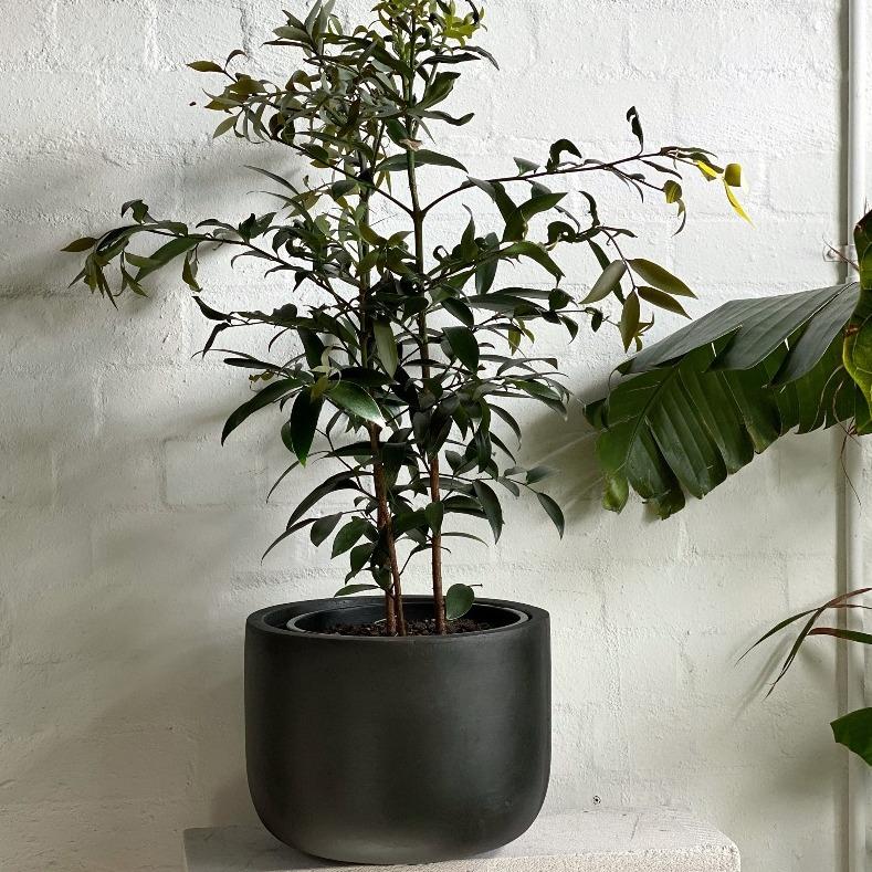 Kauri Pine (Agathis robusta) - THE PLANT SOCIETY ONLINE OUTPOST