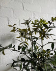 Kauri Pine (Agathis robusta) - THE PLANT SOCIETY ONLINE OUTPOST