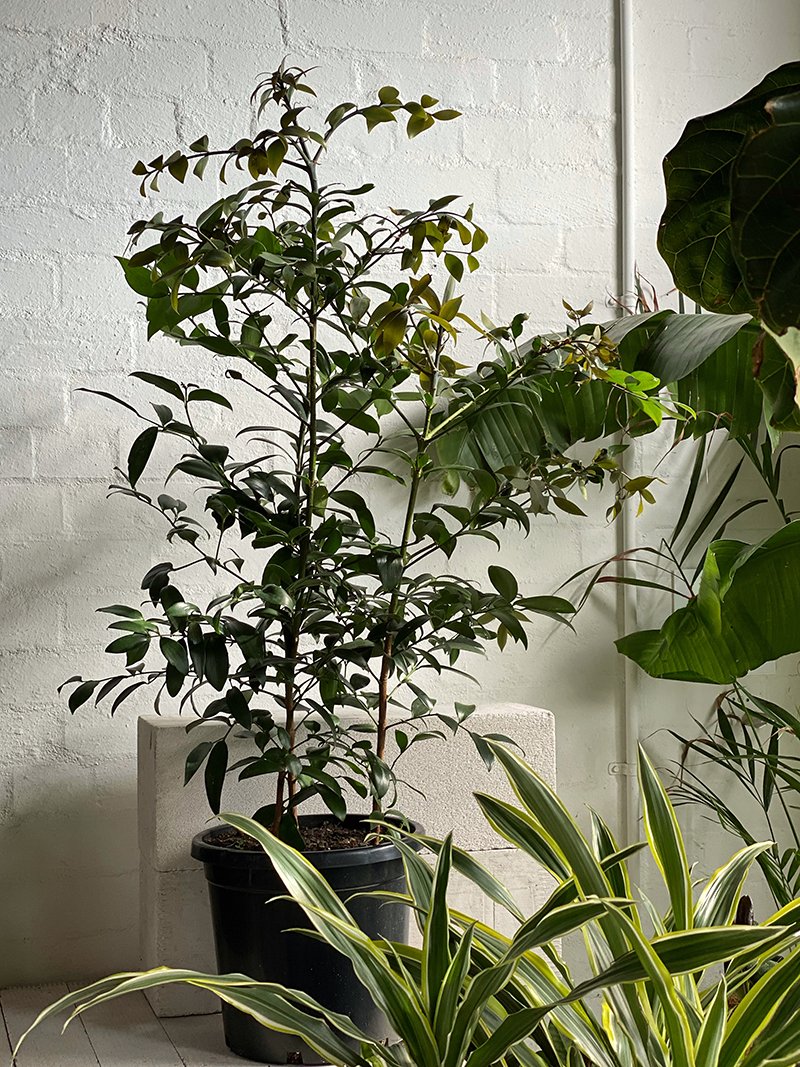 Kauri Pine (Agathis robusta) - THE PLANT SOCIETY ONLINE OUTPOST