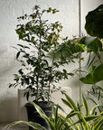 Kauri Pine (Agathis robusta) - THE PLANT SOCIETY ONLINE OUTPOST