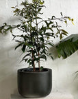 Kauri Pine (Agathis robusta) - THE PLANT SOCIETY ONLINE OUTPOST