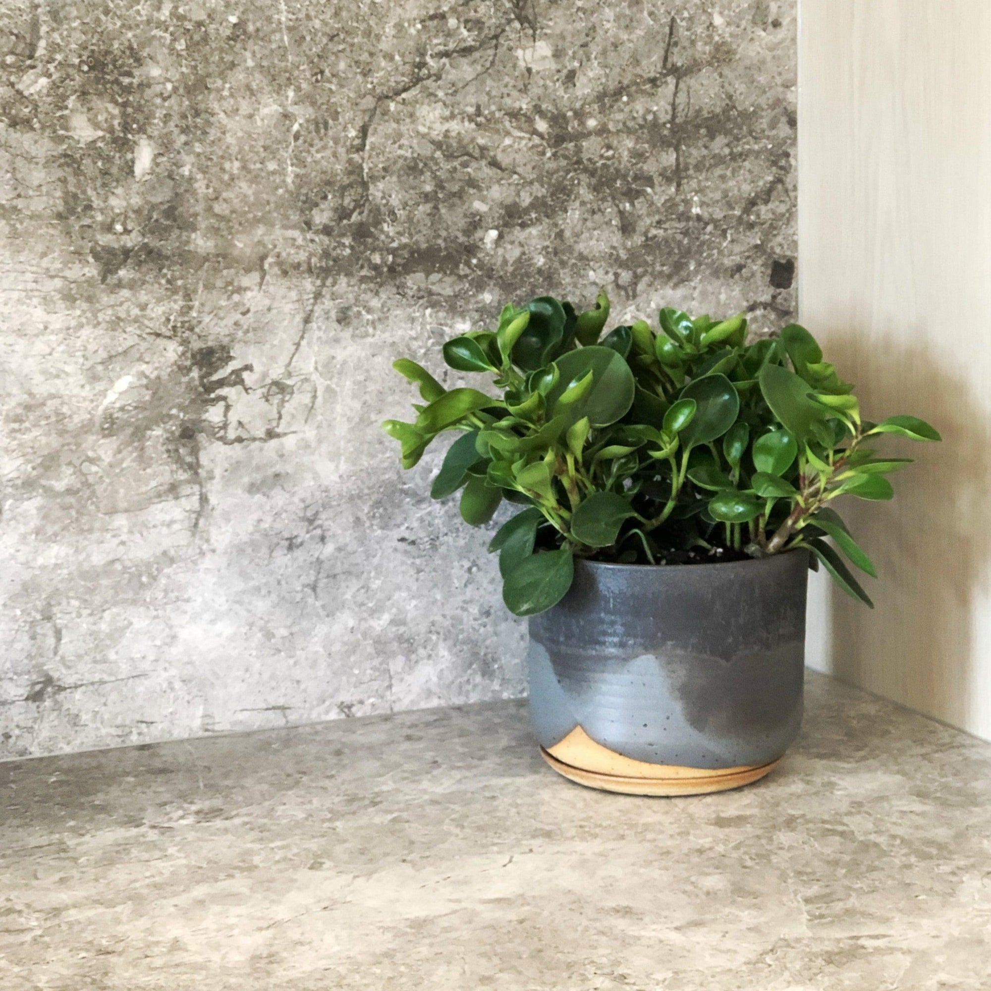 Midnight Sky Planter by Leaf & Thread - THE PLANT SOCIETY