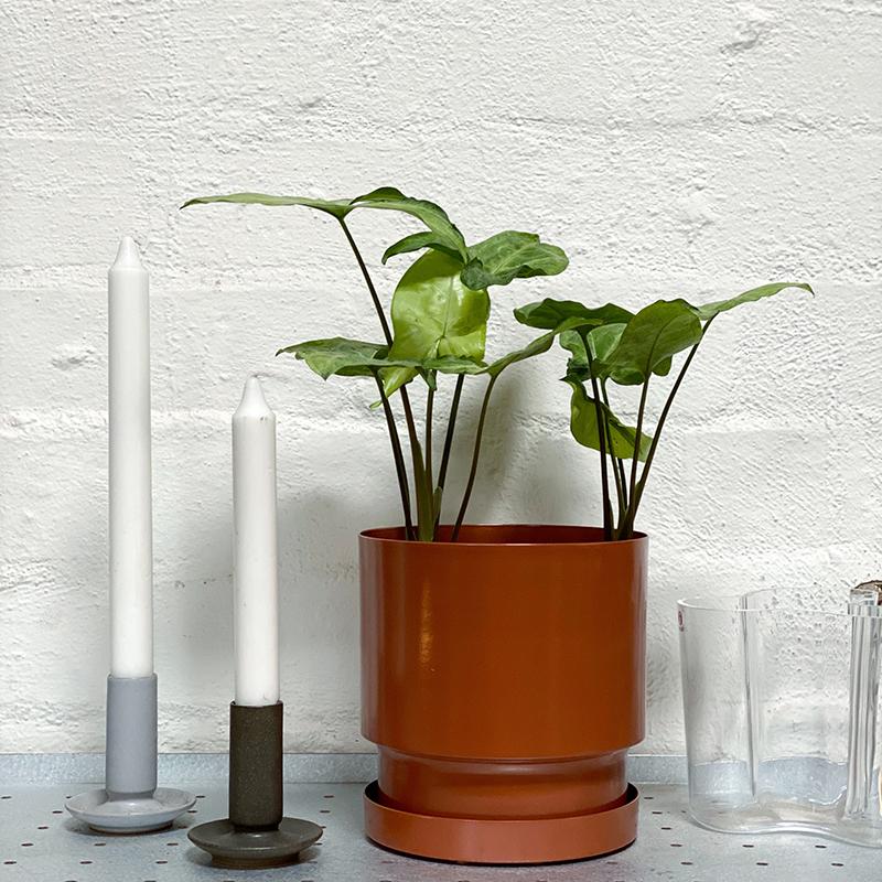 Arrowhead Plant (Syngonium podophyllum) - THE PLANT SOCIETY ONLINE OUTPOST