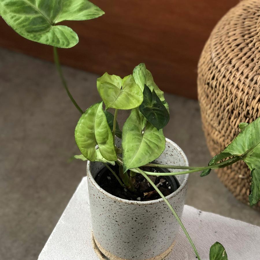 Arrowhead Plant (Syngonium podophyllum) - THE PLANT SOCIETY ONLINE OUTPOST