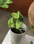 Arrowhead Plant (Syngonium podophyllum) - THE PLANT SOCIETY ONLINE OUTPOST