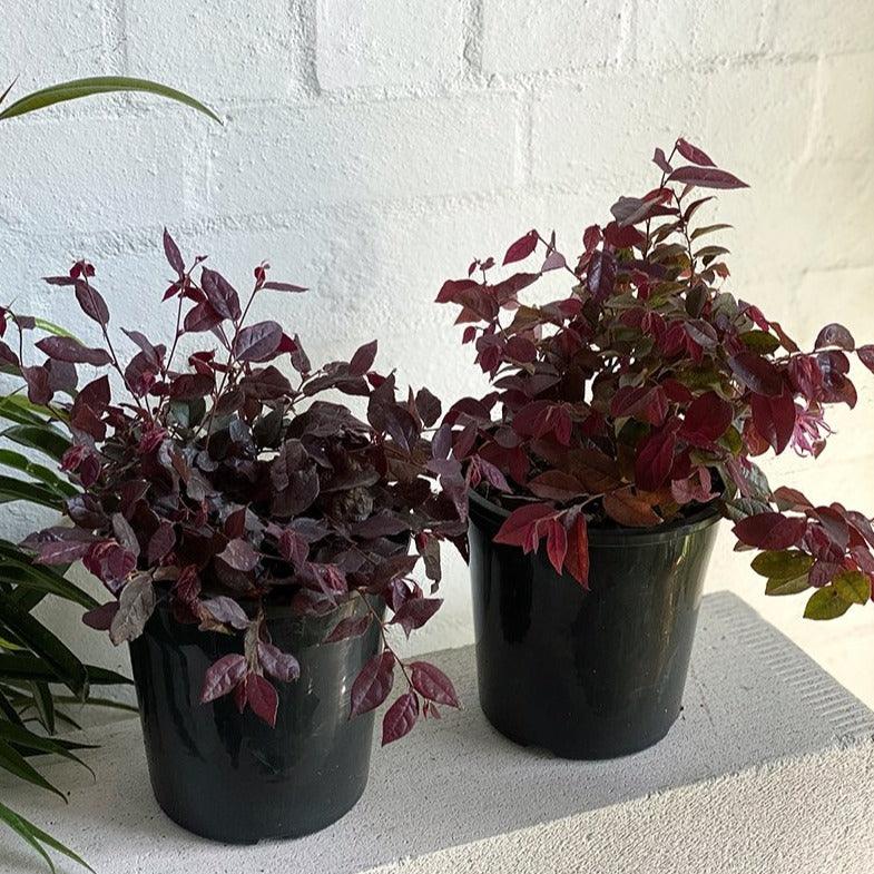 Chinese Fringe Flower (Loropetalum 'Purple Prince') - THE PLANT SOCIETY