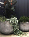 Low Tear Drop Planter