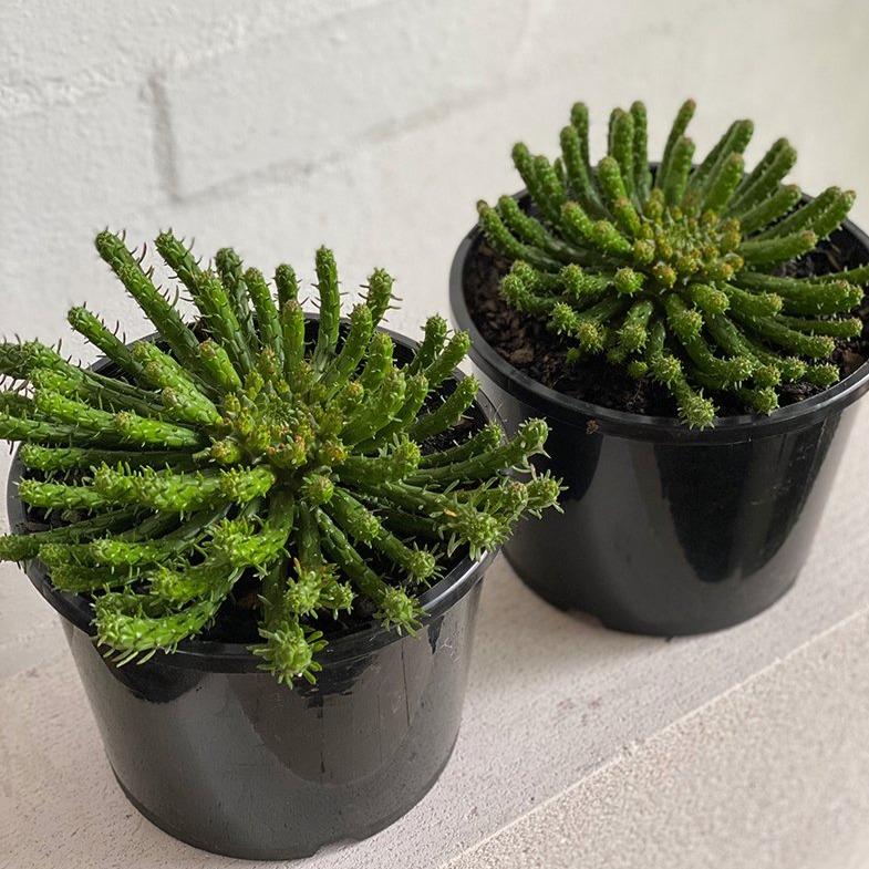 medusa plant pot Medusa's Head (Euphorbia Flanaganii)