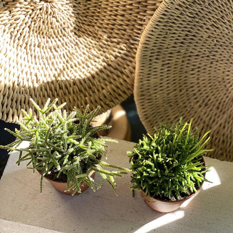 Mistletoe cactus (Rhipsalis) - THE PLANT SOCIETY ONLINE OUTPOST