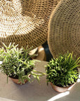 Mistletoe cactus (Rhipsalis) - THE PLANT SOCIETY ONLINE OUTPOST