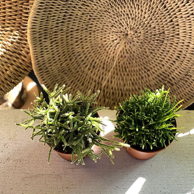 Mistletoe cactus (Rhipsalis) - THE PLANT SOCIETY ONLINE OUTPOST
