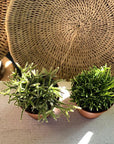 Mistletoe cactus (Rhipsalis) - THE PLANT SOCIETY ONLINE OUTPOST
