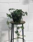 Swiss Cheese Vine (Monstera adansonii) - THE PLANT SOCIETY