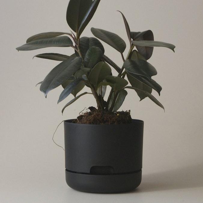 Self Watering Planter 170mm by Mr Kitly - THE PLANT SOCIETY ONLINE OUTPOST