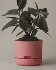 Self Watering Planter 170mm by Mr Kitly - THE PLANT SOCIETY ONLINE OUTPOST