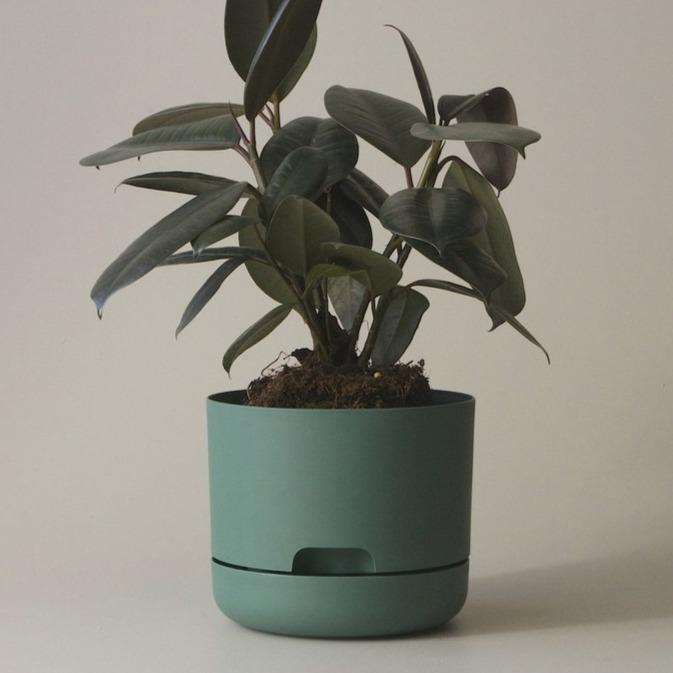 Self Watering Planter 170mm by Mr Kitly - THE PLANT SOCIETY ONLINE OUTPOST