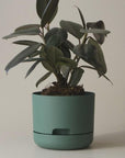 Self Watering Planter 170mm by Mr Kitly - THE PLANT SOCIETY ONLINE OUTPOST