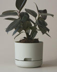 Self Watering Planter 170mm by Mr Kitly - THE PLANT SOCIETY ONLINE OUTPOST