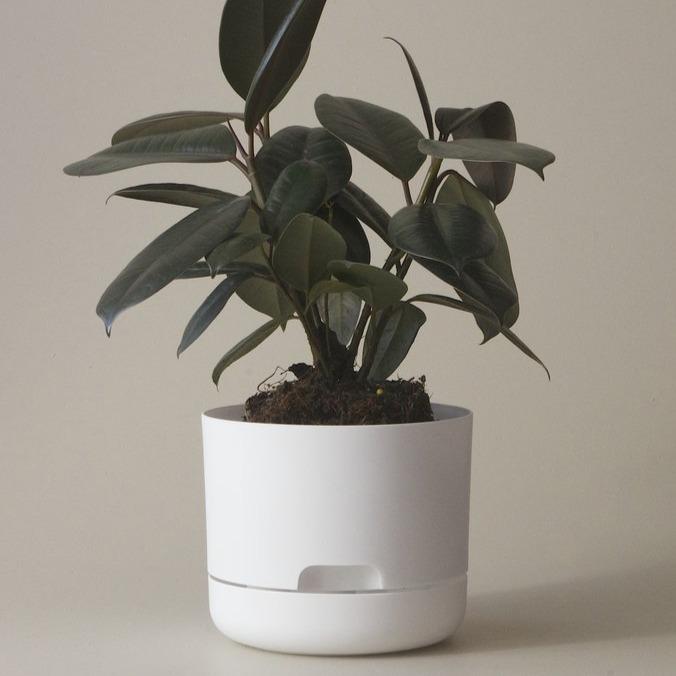 Self Watering Planter 170mm by Mr Kitly - THE PLANT SOCIETY ONLINE OUTPOST