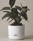 Self Watering Planter 170mm by Mr Kitly - THE PLANT SOCIETY ONLINE OUTPOST