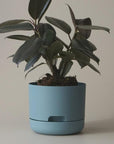 Self Watering Planter 170mm by Mr Kitly - THE PLANT SOCIETY ONLINE OUTPOST