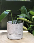 Dragon Tail Plant (Epipremnum pinnatum) - THE PLANT SOCIETY ONLINE OUTPOST
