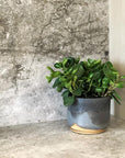 Peperomia Jade - Indoor Plant - House Plant at The Plant Society