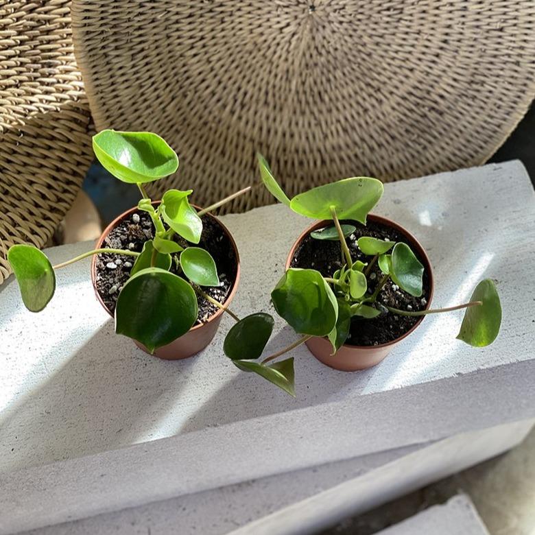 Coin Leaf Peperomia Peperomia polybotrya THE PLANT SOCIETY