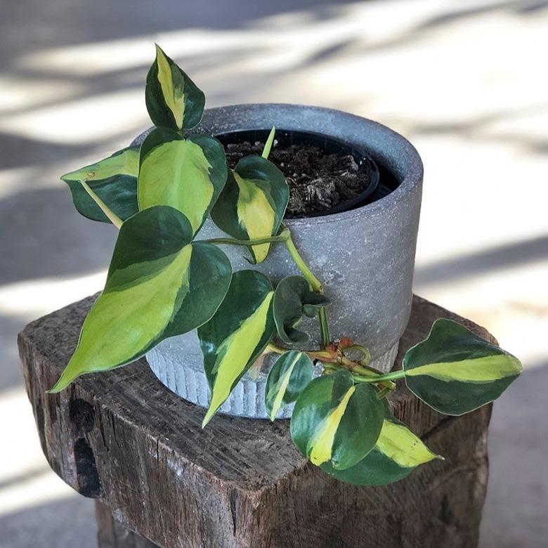 Philodendron Brazil (Philodendron hederaceum 'brasil') - THE PLANT SOCIETY ONLINE OUTPOST