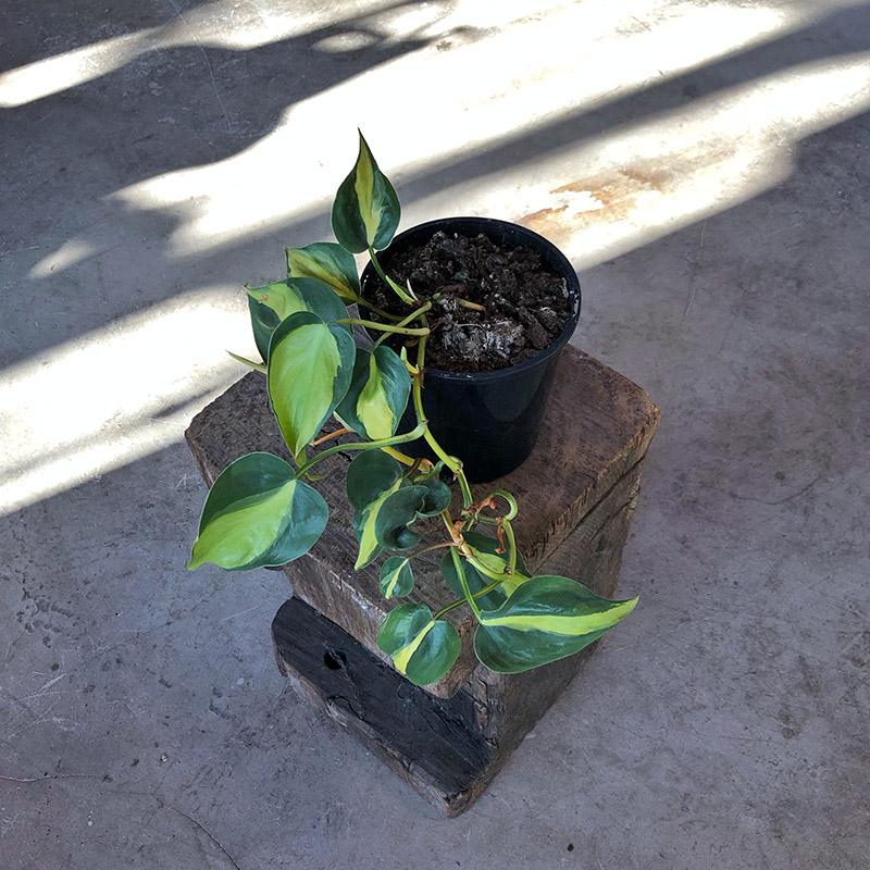 Philodendron Brazil (Philodendron hederaceum 'brasil') - THE PLANT SOCIETY ONLINE OUTPOST