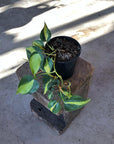 Philodendron Brazil (Philodendron hederaceum 'brasil') - THE PLANT SOCIETY ONLINE OUTPOST