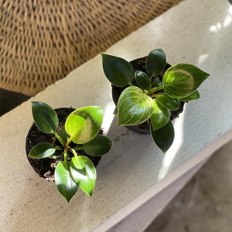 philodendron green princess vs birkin Philodendron Birkin