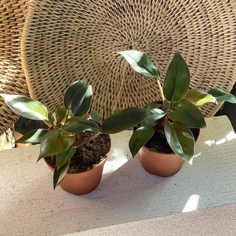 Congo Philodendron (Philodendron rojo congo) - THE PLANT SOCIETY ONLINE OUTPOST