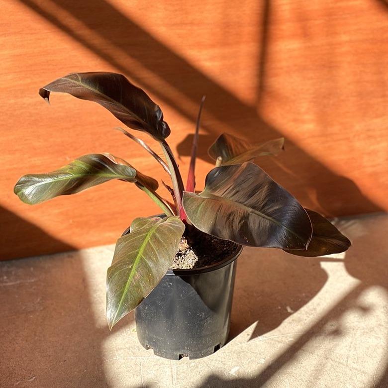Congo Philodendron (Philodendron rojo congo) - THE PLANT SOCIETY ONLINE OUTPOST