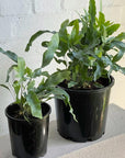 Blue Star Fern (Phlebodium aureum) - THE PLANT SOCIETY