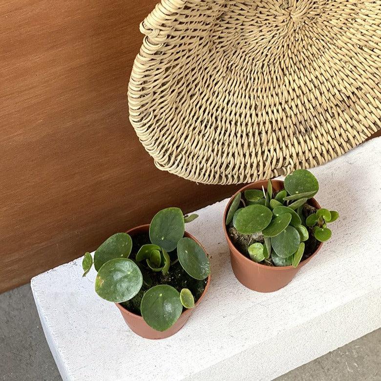 Chinese Money Plant (Pilea peperomioides) - THE PLANT SOCIETY