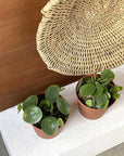 Chinese Money Plant (Pilea peperomioides) - THE PLANT SOCIETY