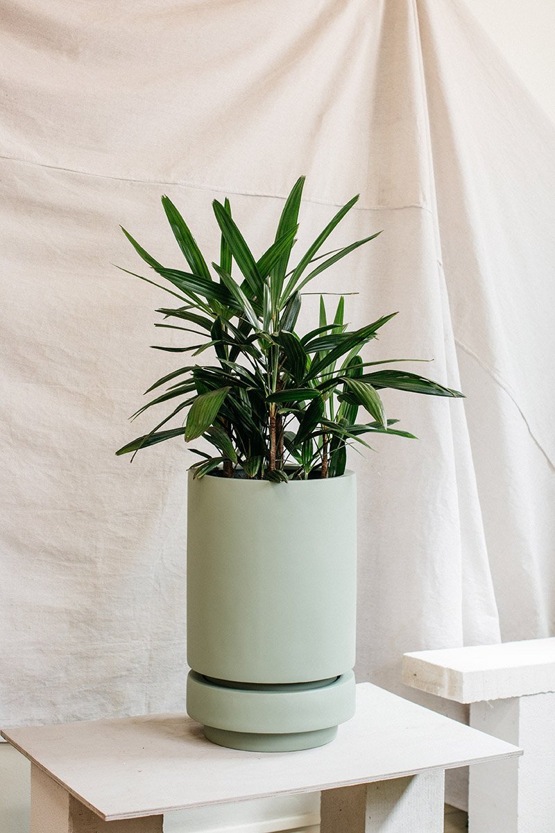 Rhapis Palm (Rhapis excelsa) - THE PLANT SOCIETY ONLINE OUTPOST