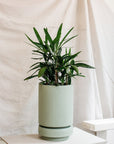 Rhapis Palm (Rhapis excelsa) - THE PLANT SOCIETY ONLINE OUTPOST