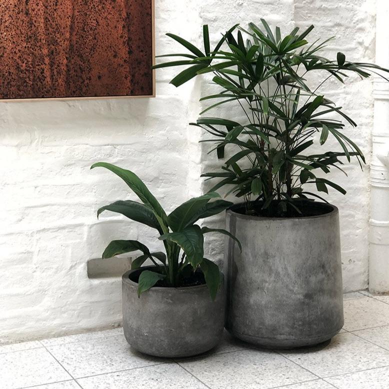 Rhapis Palm (Rhapis excelsa) - THE PLANT SOCIETY ONLINE OUTPOST