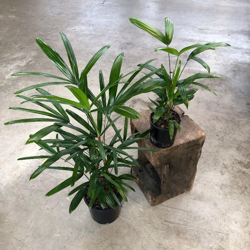 Rhapis Palm (Rhapis excelsa) - THE PLANT SOCIETY ONLINE OUTPOST