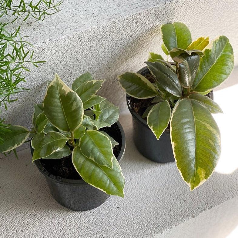 Variegated Rubber Plant (Ficus elastica 'tineke') - THE PLANT SOCIETY
