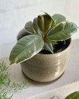 Variegated Rubber Plant (Ficus elastica 'tineke') - THE PLANT SOCIETY