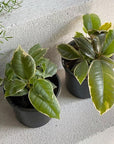 Variegated Rubber Plant (Ficus elastica 'tineke') - THE PLANT SOCIETY