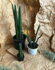 Cylindrical snake plant (Sansevieria cylindrica) arid low light beginner