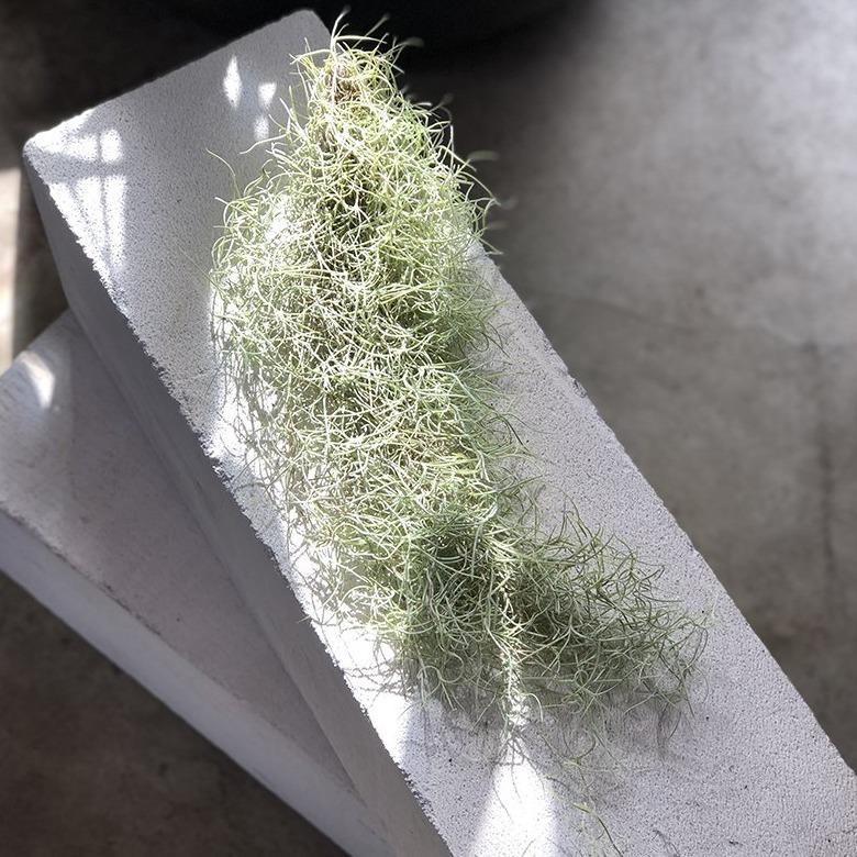 Spanish Moss (Tillandsia usneoides) - THE PLANT SOCIETY ONLINE OUTPOST