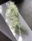 Spanish Moss (Tillandsia usneoides) - THE PLANT SOCIETY ONLINE OUTPOST