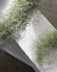 Spanish Moss (Tillandsia usneoides) - THE PLANT SOCIETY ONLINE OUTPOST