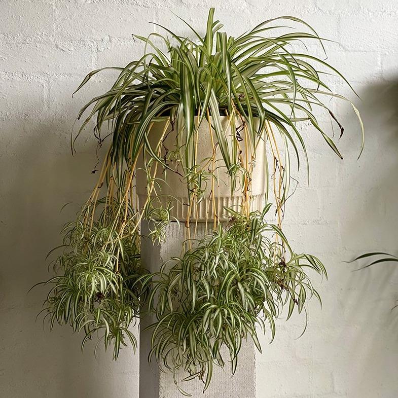 spider plant bunnings Variegated Spider Plant (Chlorophytum comosum)